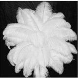 plumes blanches